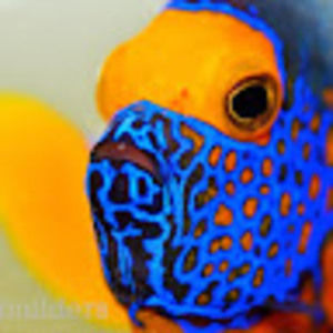 Meet your Posher, Deepsea